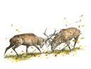 Combat de cerfs