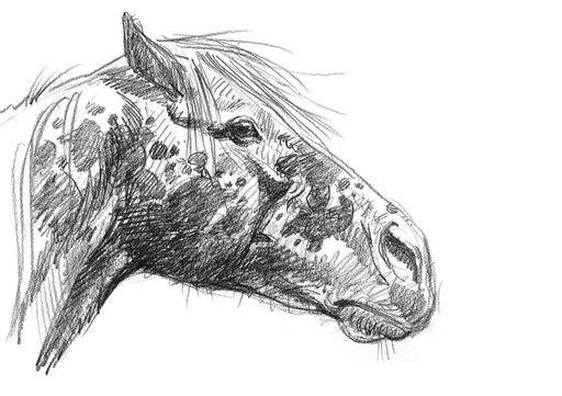 Portrait de cheval - crayonné