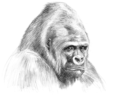 Portrait de Gorille - crayonné