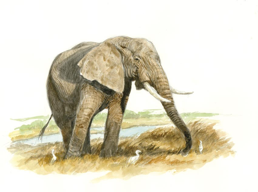 Eléphant d'Afrique
