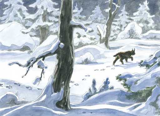 Le lynx en hiver